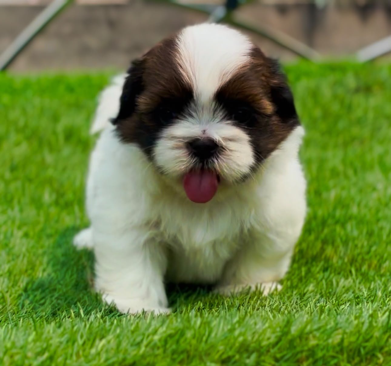 Shihtzu angle 6